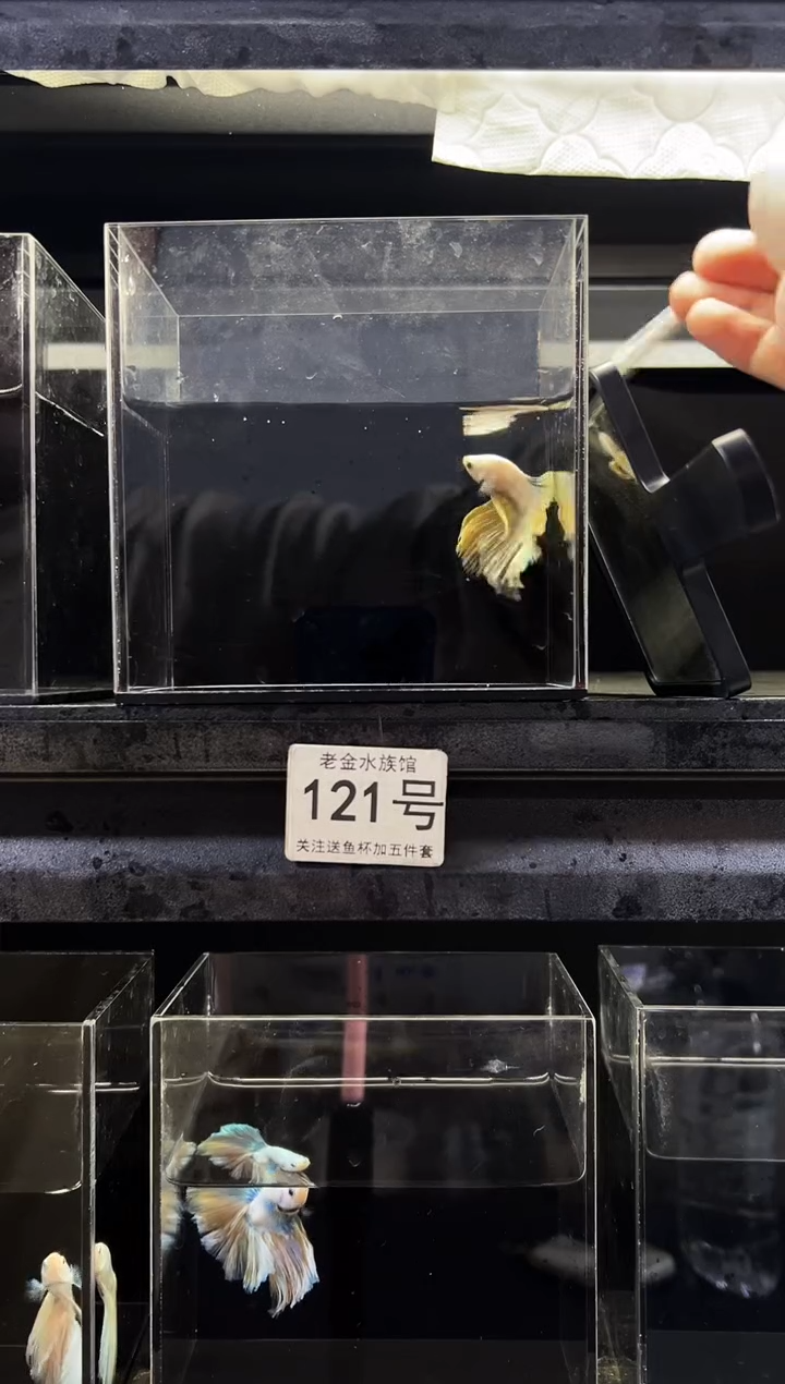 斗鱼泰国斗鱼竞拍121号