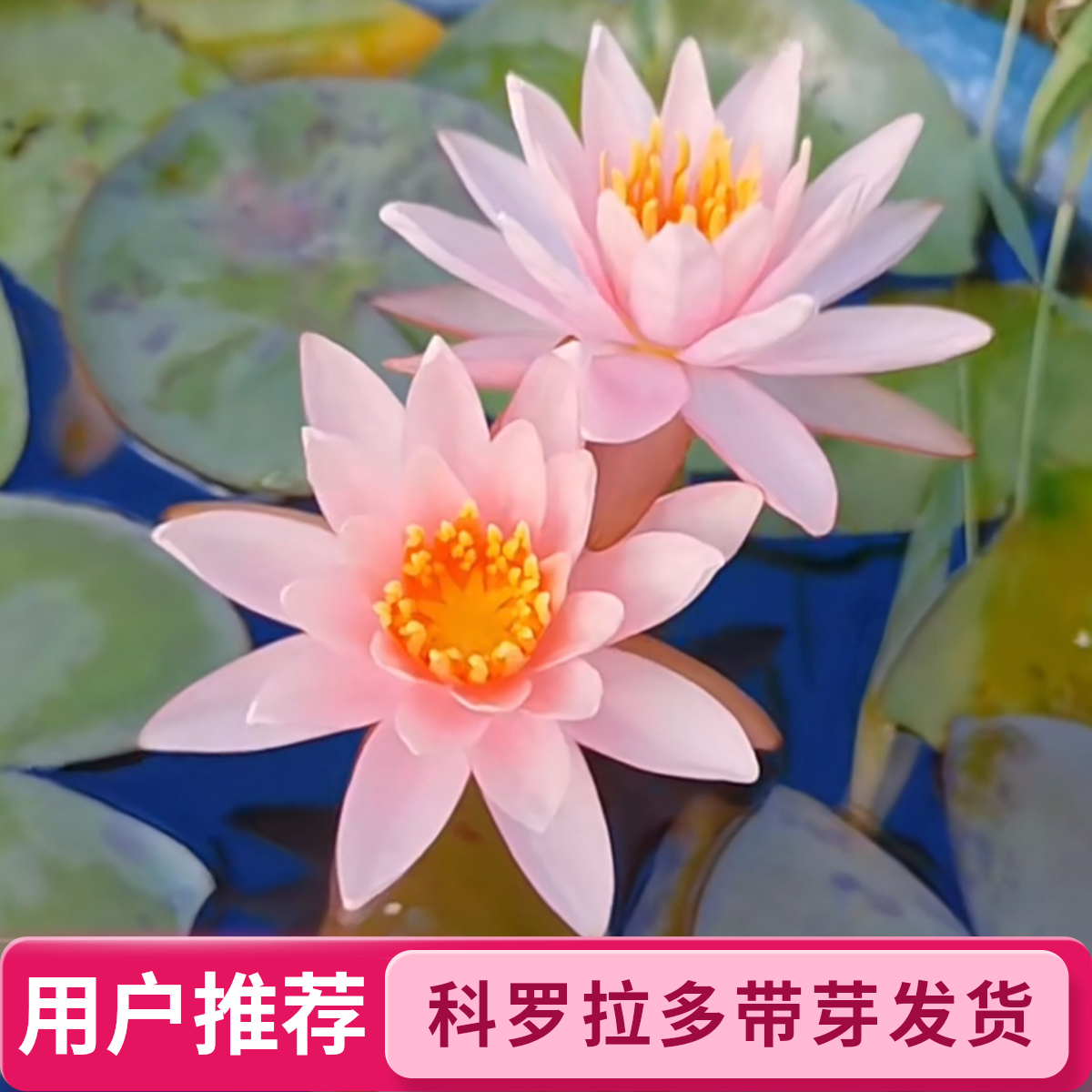科罗拉多粉水培睡莲带芽植物四季水养莲花盆栽水池塘花卉带花芽根
