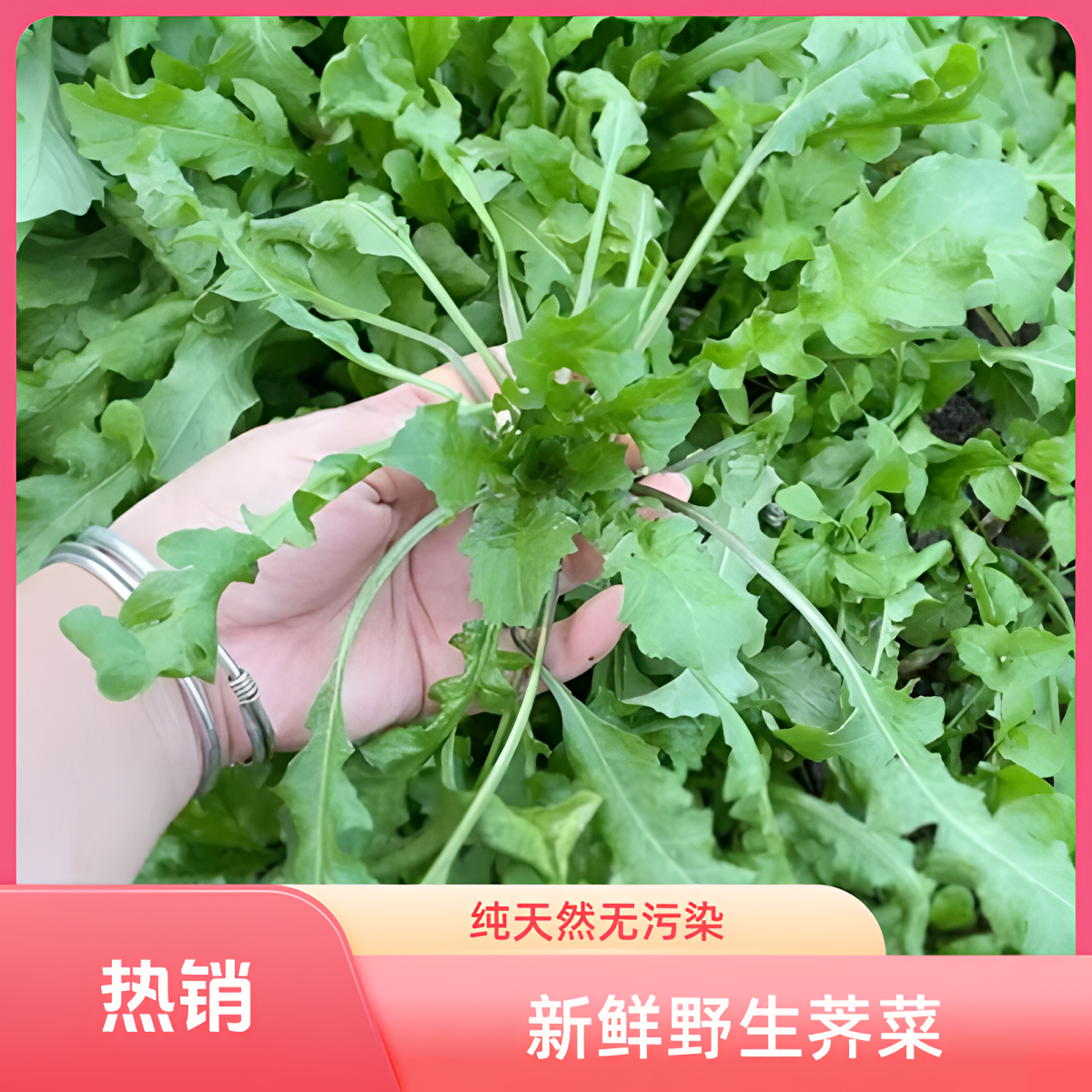 【地菜上市】野生芥菜地菜包饺子必备菜木鳖果