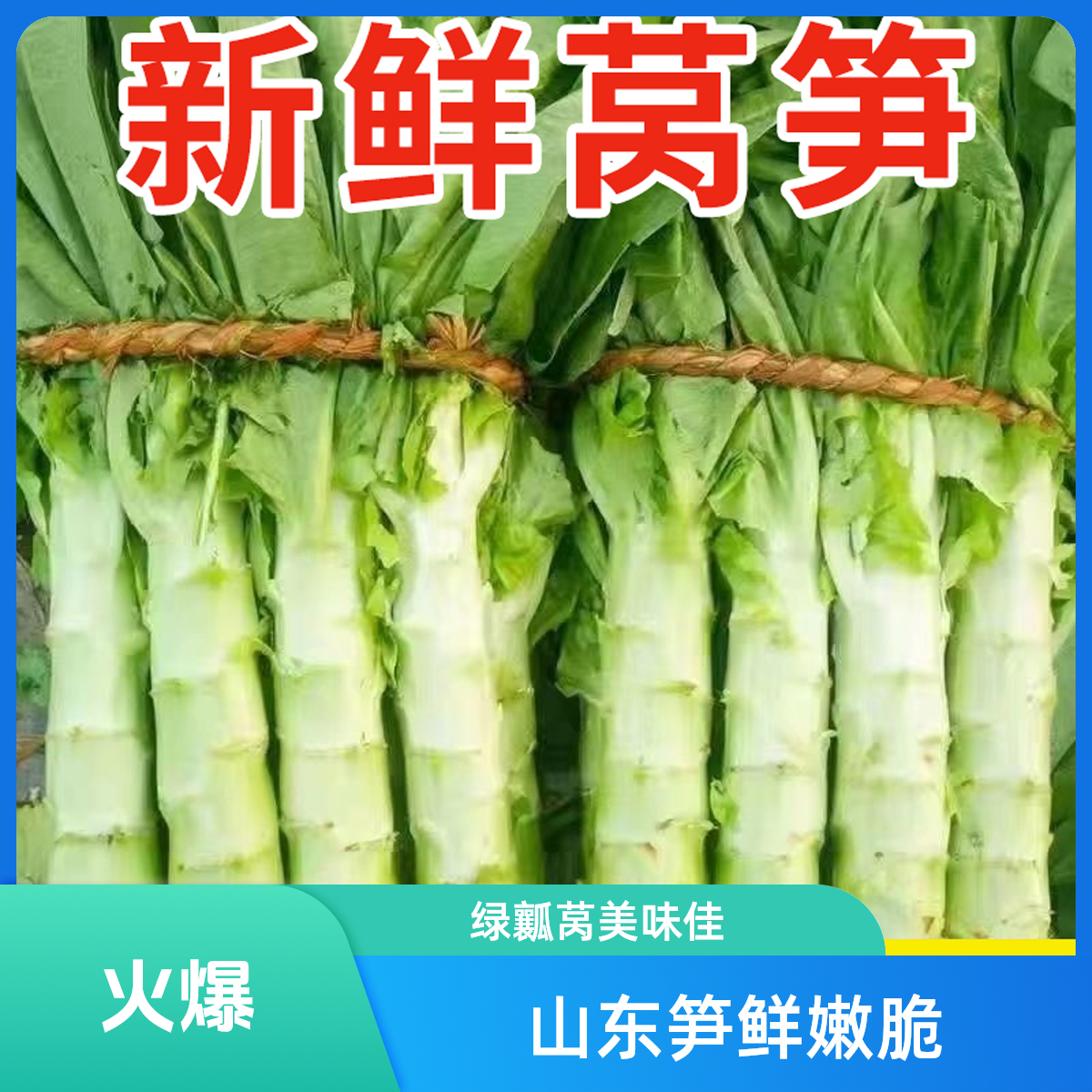 山东绿瓤莴笋莴苣新鲜蔬菜莴笋