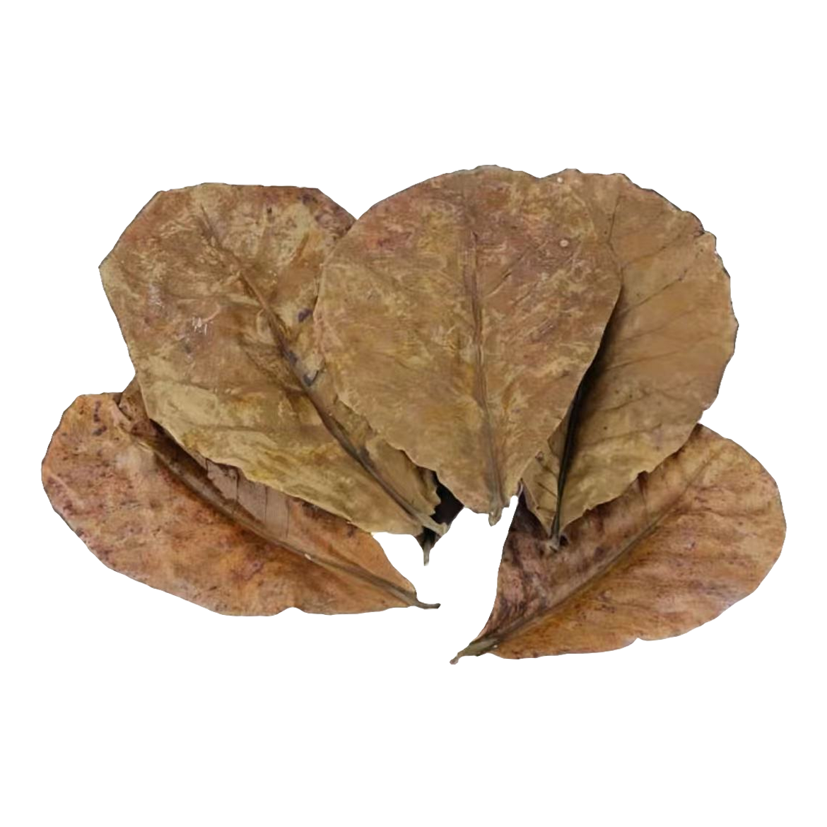 泰国斗鱼榄仁叶调整水质观赏鱼降低PH值