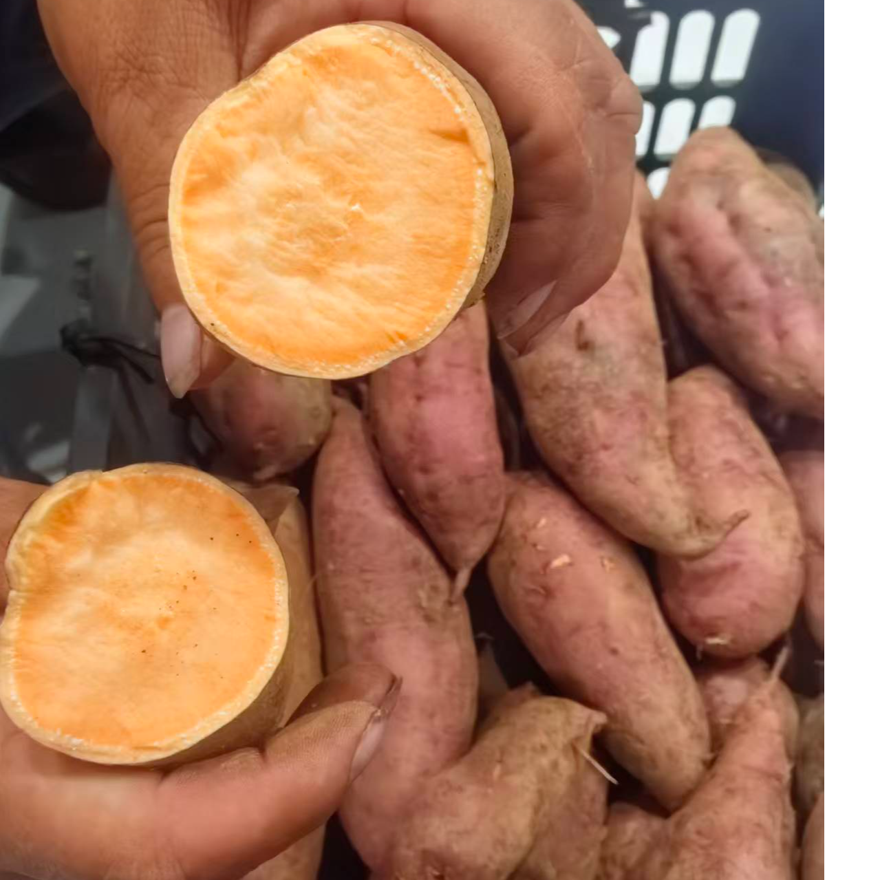 湘西超甜新鲜黄心蜜薯薯地瓜番薯红薯