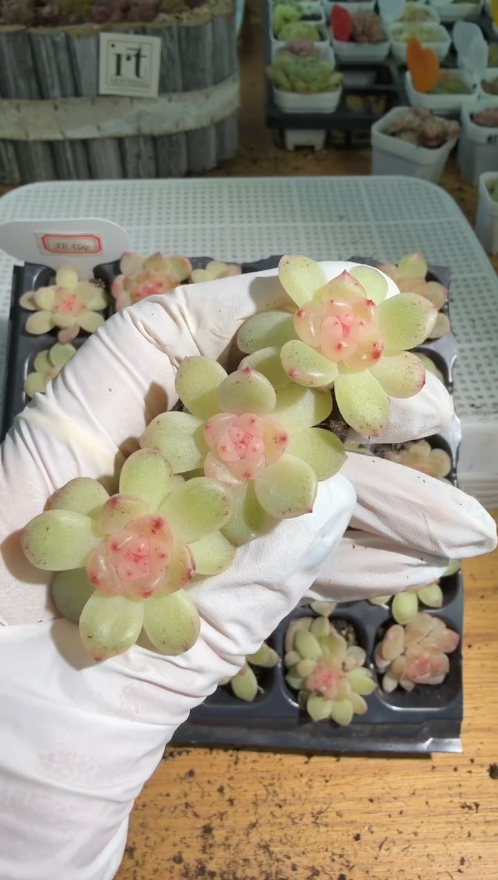 相柳单双混 3颗量拍混发 满9.9包邮