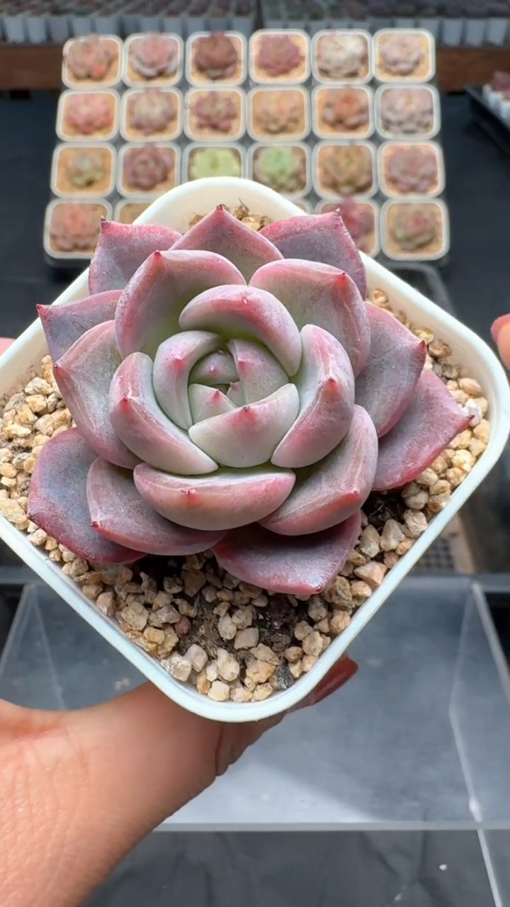 【闪购商品】002号珍妮多肉一物一拍3单包邮