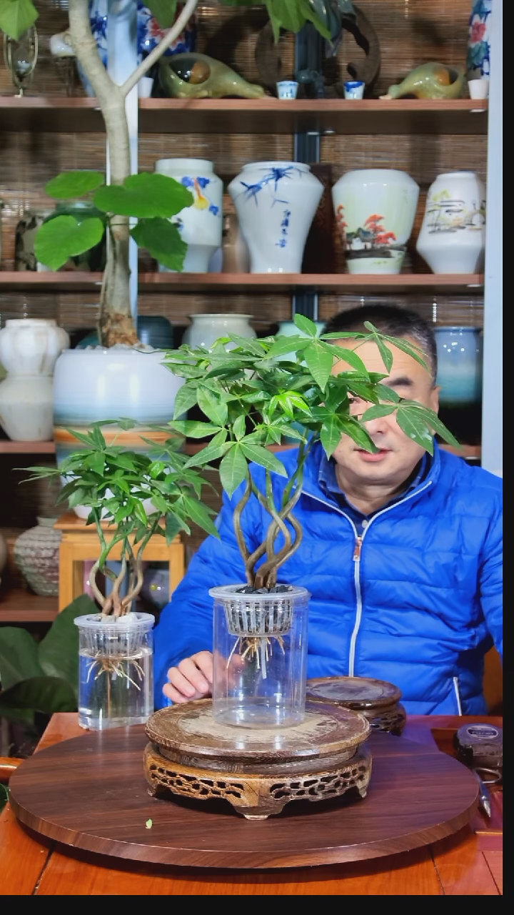 无花朵国***星水之韵水培发财树