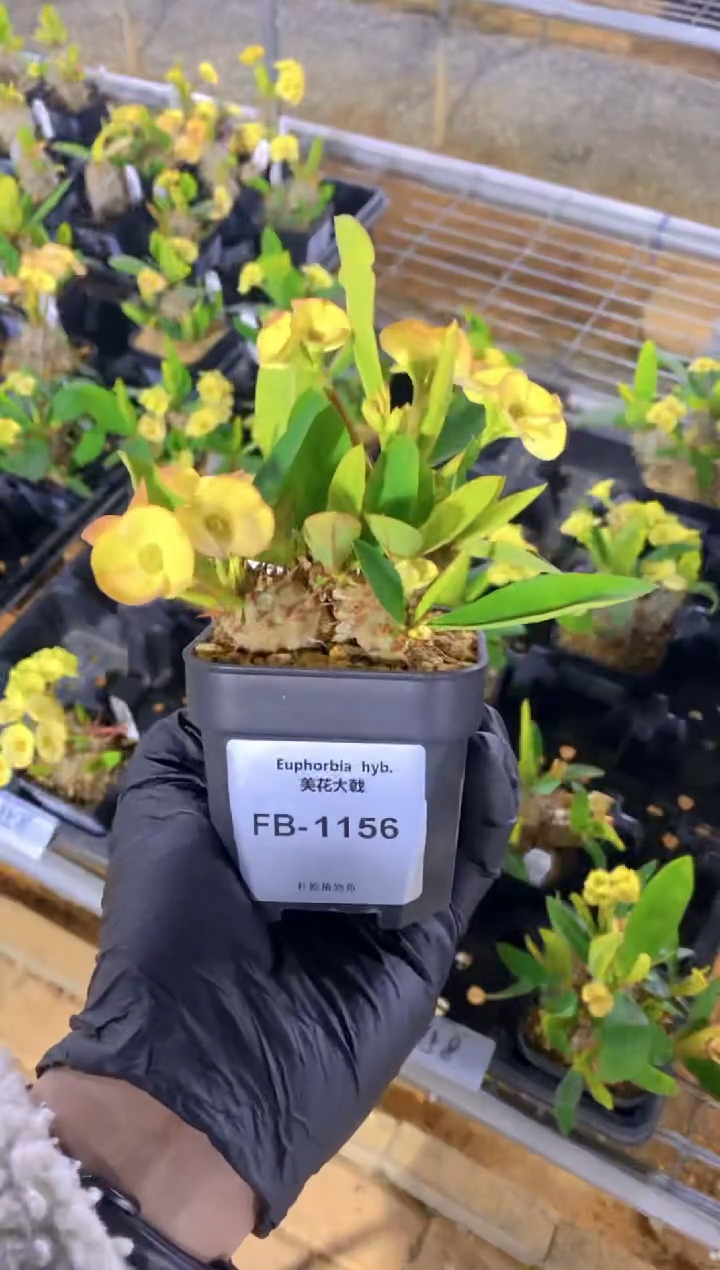 【闪购商品】美花大戟FB-1156