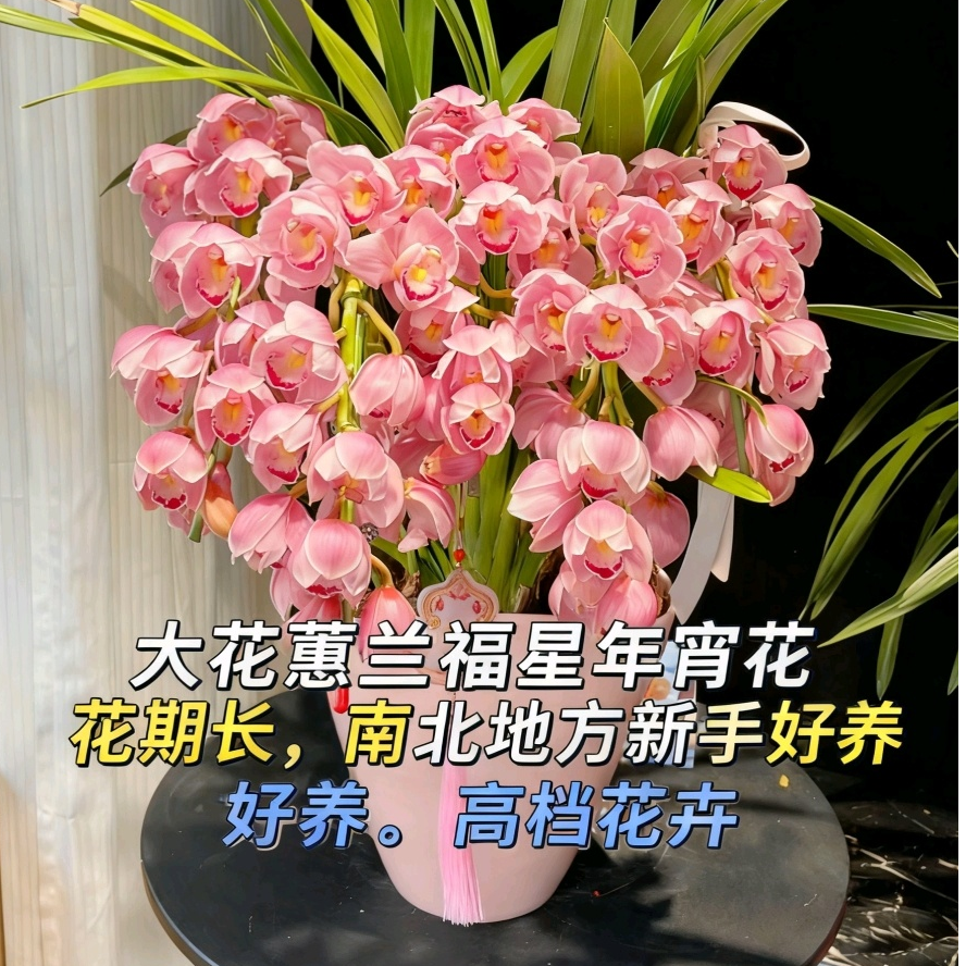 【福星】大花蕙兰 稀有花卉带花剑原盆原土发室内新手好养基地直发 