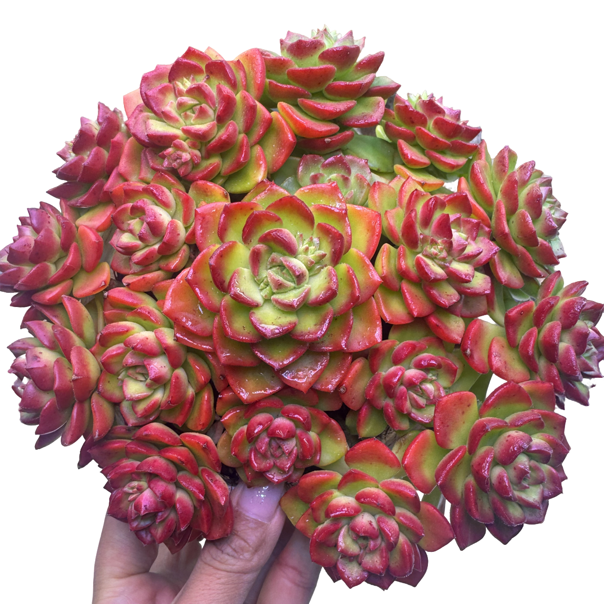 红玫瑰带盆土 新手好养活的多肉