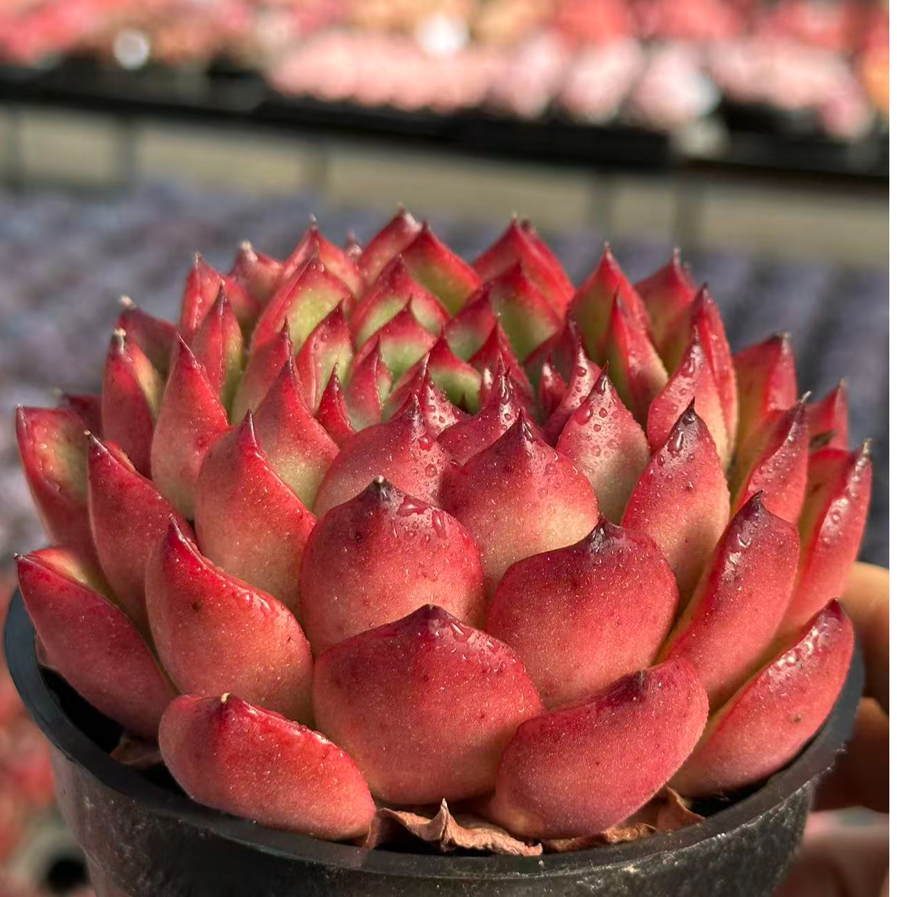 10#凤凰衣多肉植物   前男友精品多肉  SM0609