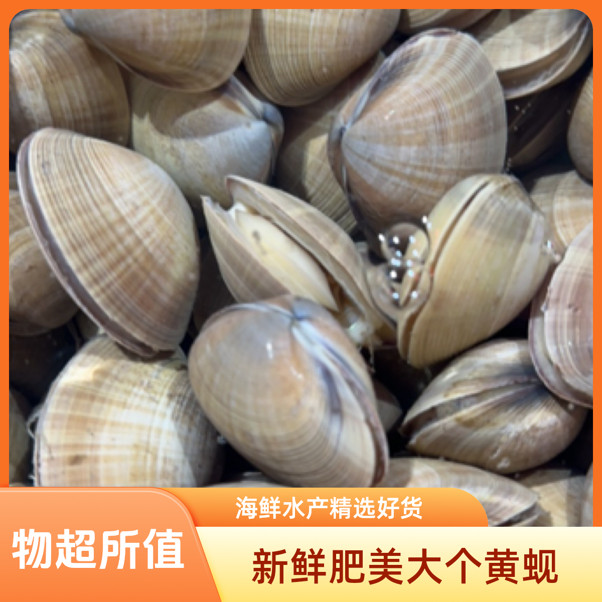 鲜活黄蚬子黄蛤约500g