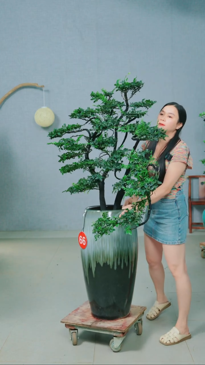 无花朵广东小叶紫檀