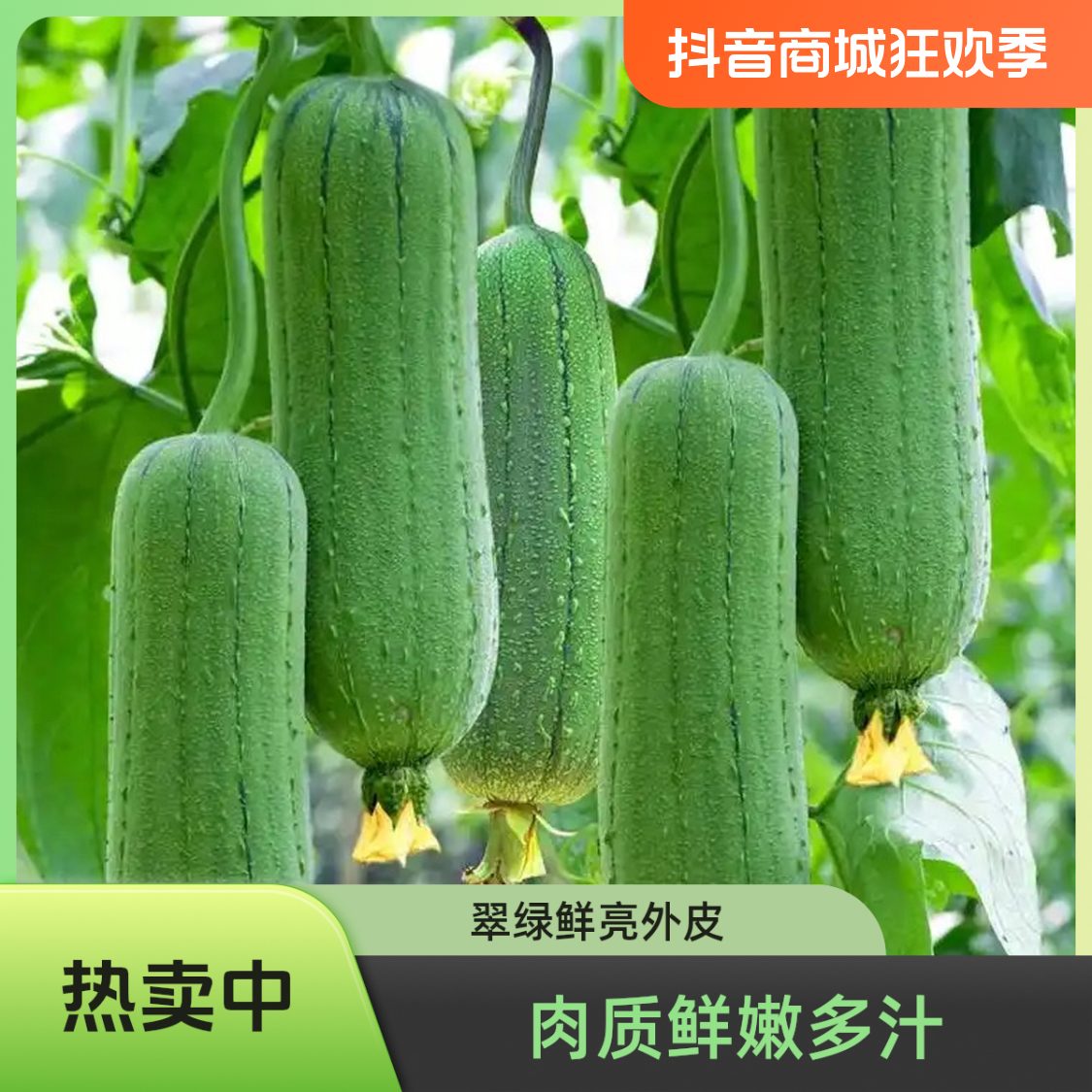 丝瓜 肉丝瓜 短棒肉丝瓜 福建漳州 农家蔬菜 现摘现发