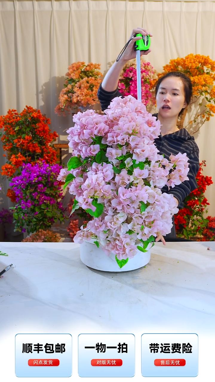 大部分开放少量花苞暗斑丽人