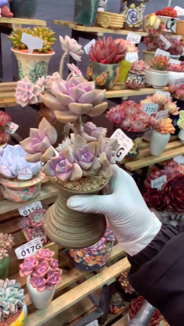 041G（一物一拍，精品多肉，w所见即所得 ）