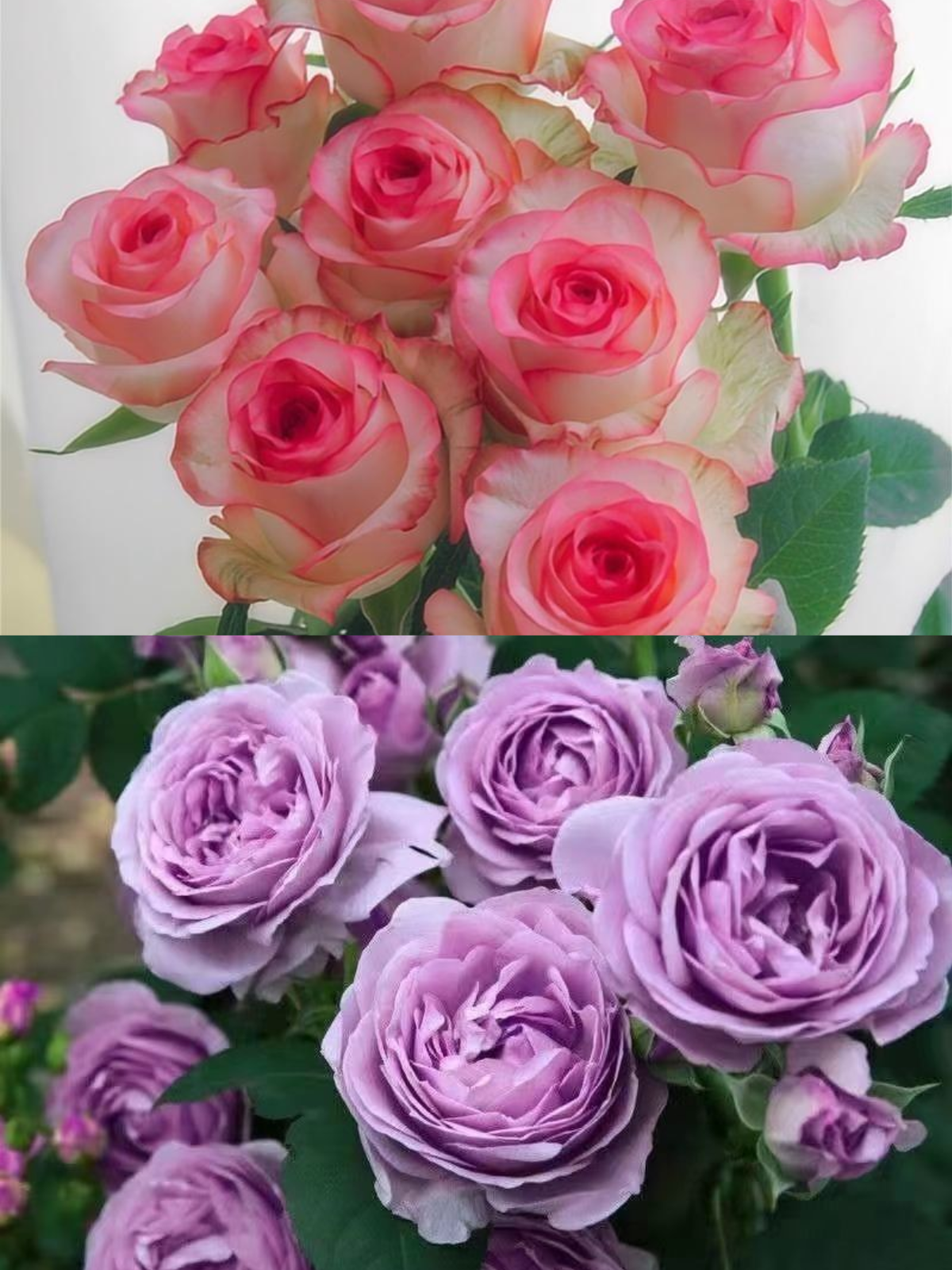 【艾莎+蓝色风暴】阳台庭院好养护四季开花花卉绿植盆栽