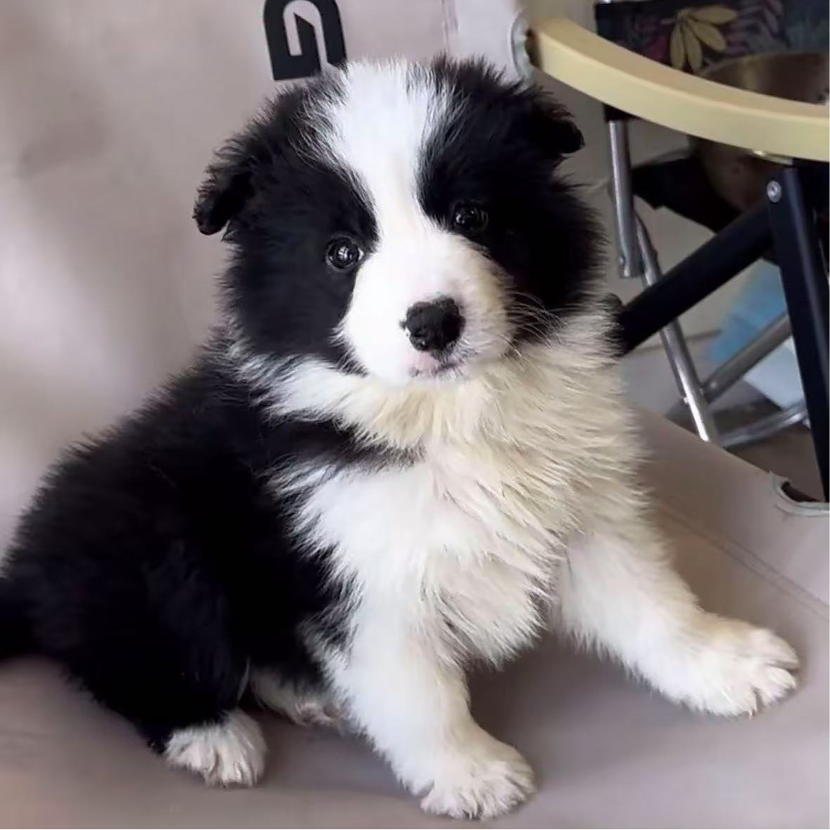 活体幼犬：边牧萨摩耶泰迪拉布拉多金毛等-全款拍付 平台更有保障