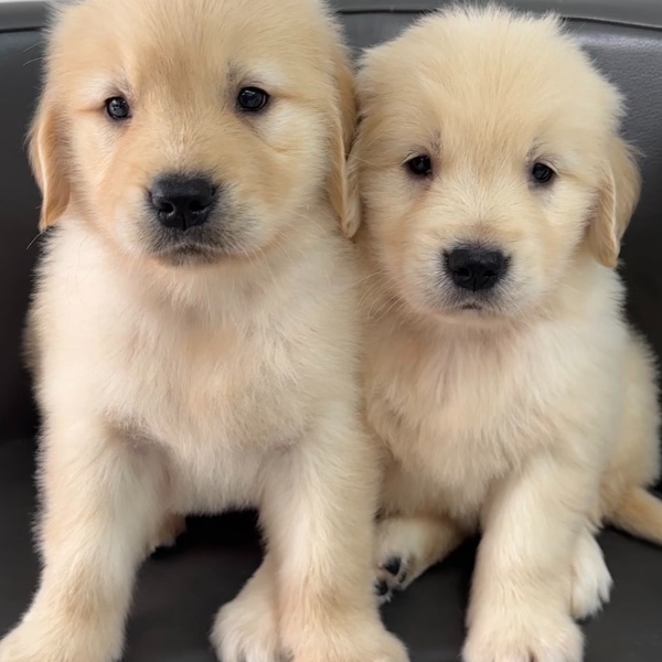 【爱萌宠家活体】狗狗活体链接