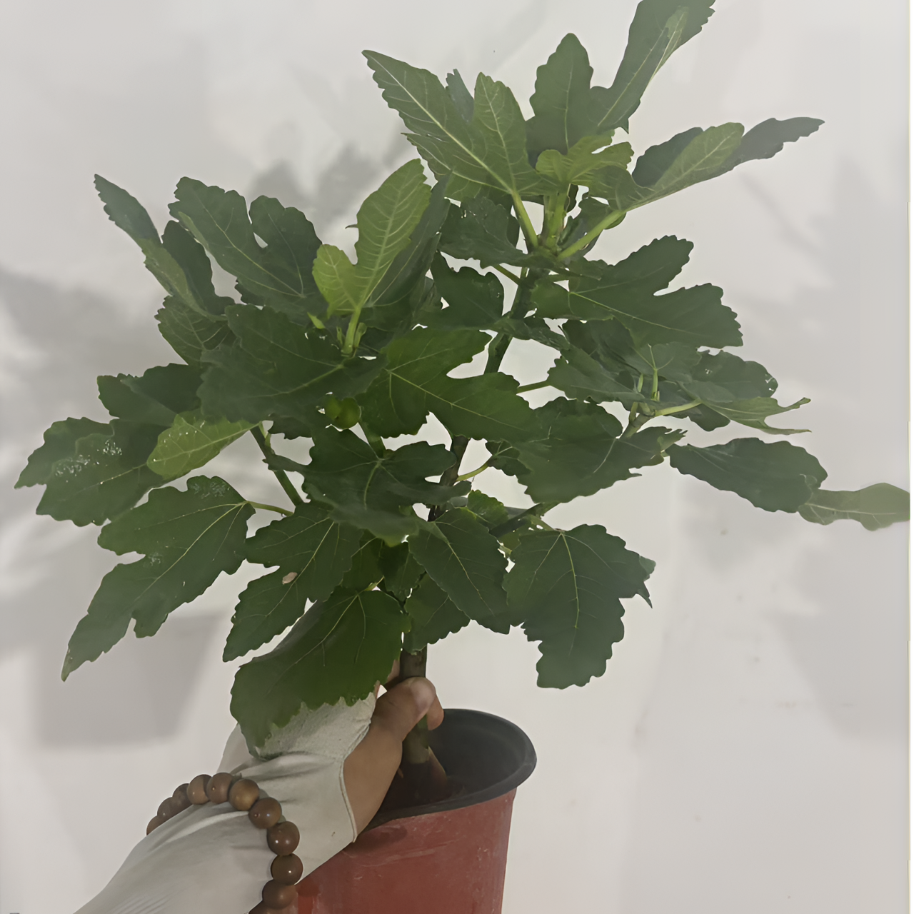 【带果芽发货】青皮波姬红无花果盆栽无花果树苗可用于盆栽地栽种植