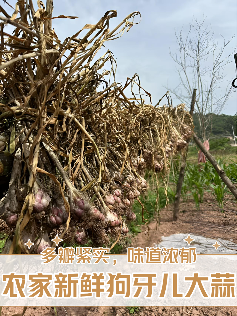 【唐主任推荐】四川农家新鲜25年挖狗牙儿大蒜头