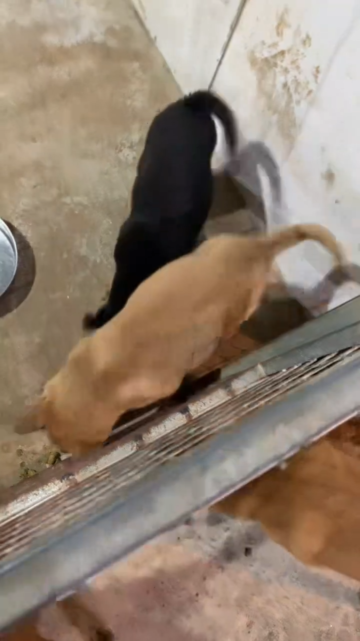 小****️可爱中华田园犬