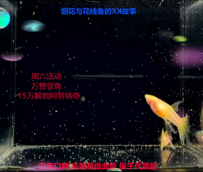 孔雀鱼新幻彩大C体验2对