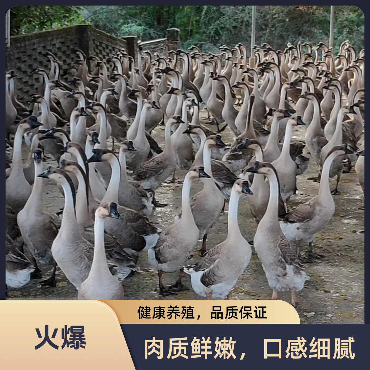 清远乌鬃鹅 3年半老鹅 山水养殖 现宰 现发顺丰冷链