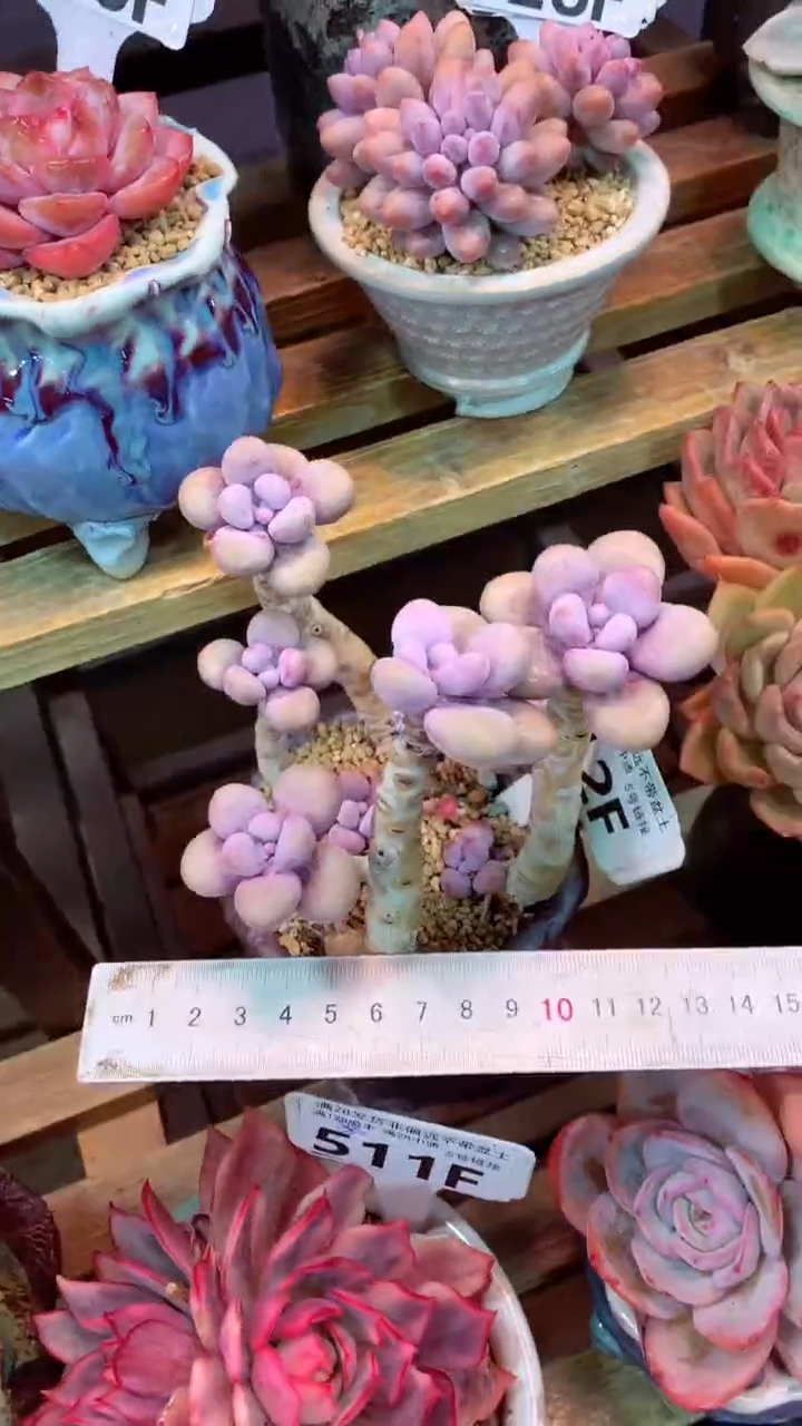 512F（一物一拍实付满28发货，默认不带盆土）