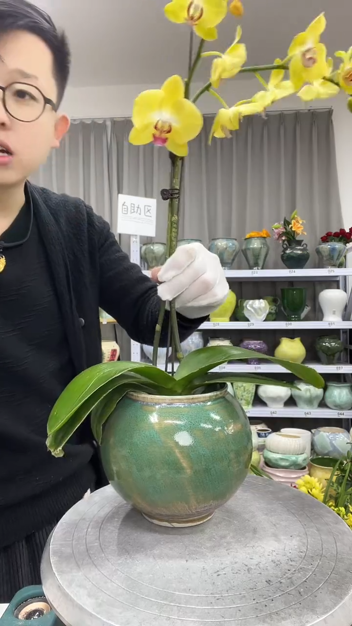 11.30陶瓷花盆直播链接高.   14   口10