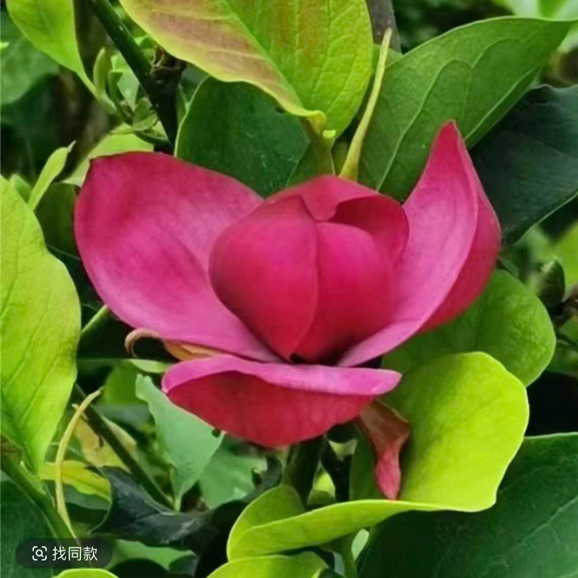 叙福楼新品种玉兰花庭院阳台南北方均可种植