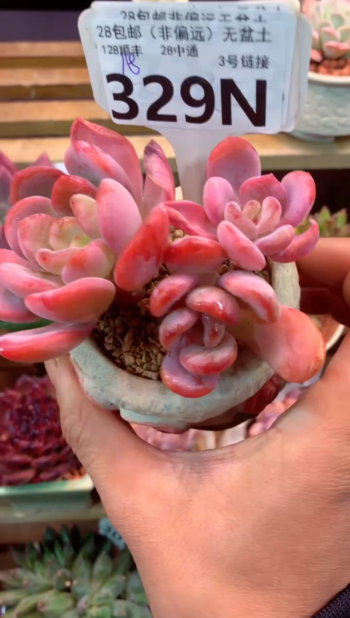 329N（一物一拍，精品多肉，所见即所得 ）