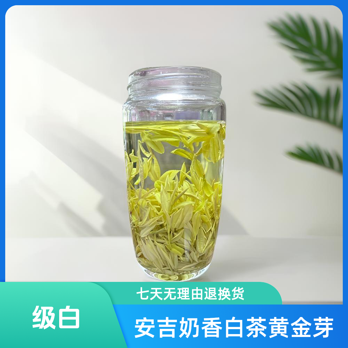 2025新茶奶香白茶级白 N2颗颗嫩芽 安吉产明前全芽