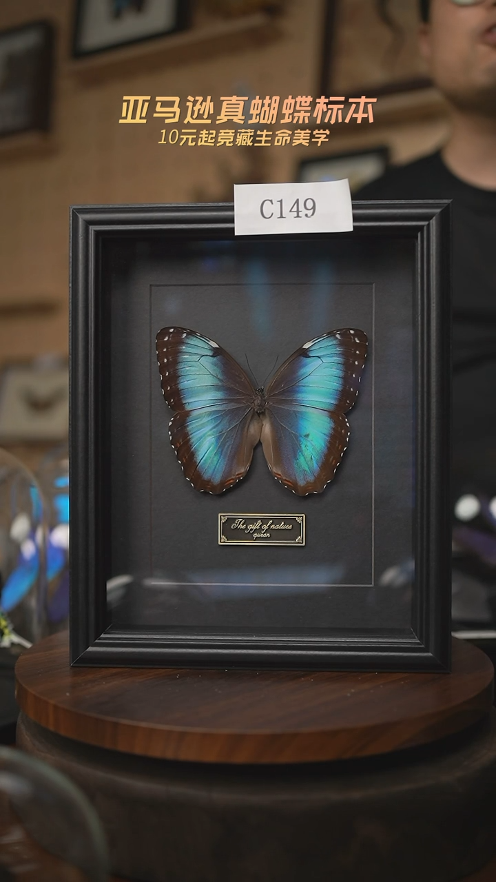 有机玻璃蝴蝶标本C149