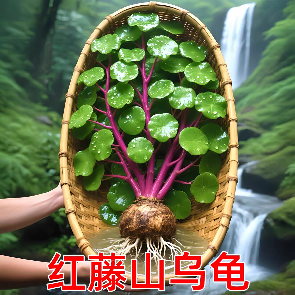 红藤山乌龟金不换植物盆栽红藤圆叶爬藤观叶室内水培绿植养死包赔