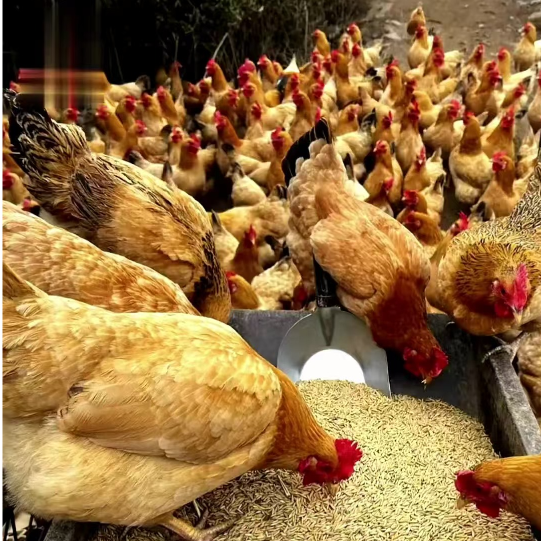 3只黄母鸡每只约3.5斤发货 7个月青年母鸡 可搭配公鸡 ZM
