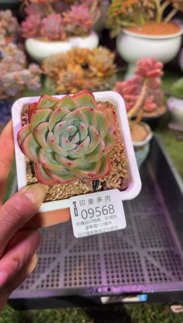 【闪购商品】09568