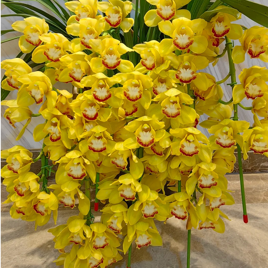 黄金岁月拱兰 5支剑 黄色大花蕙兰  年宵花 花苞/半开发货  210盆