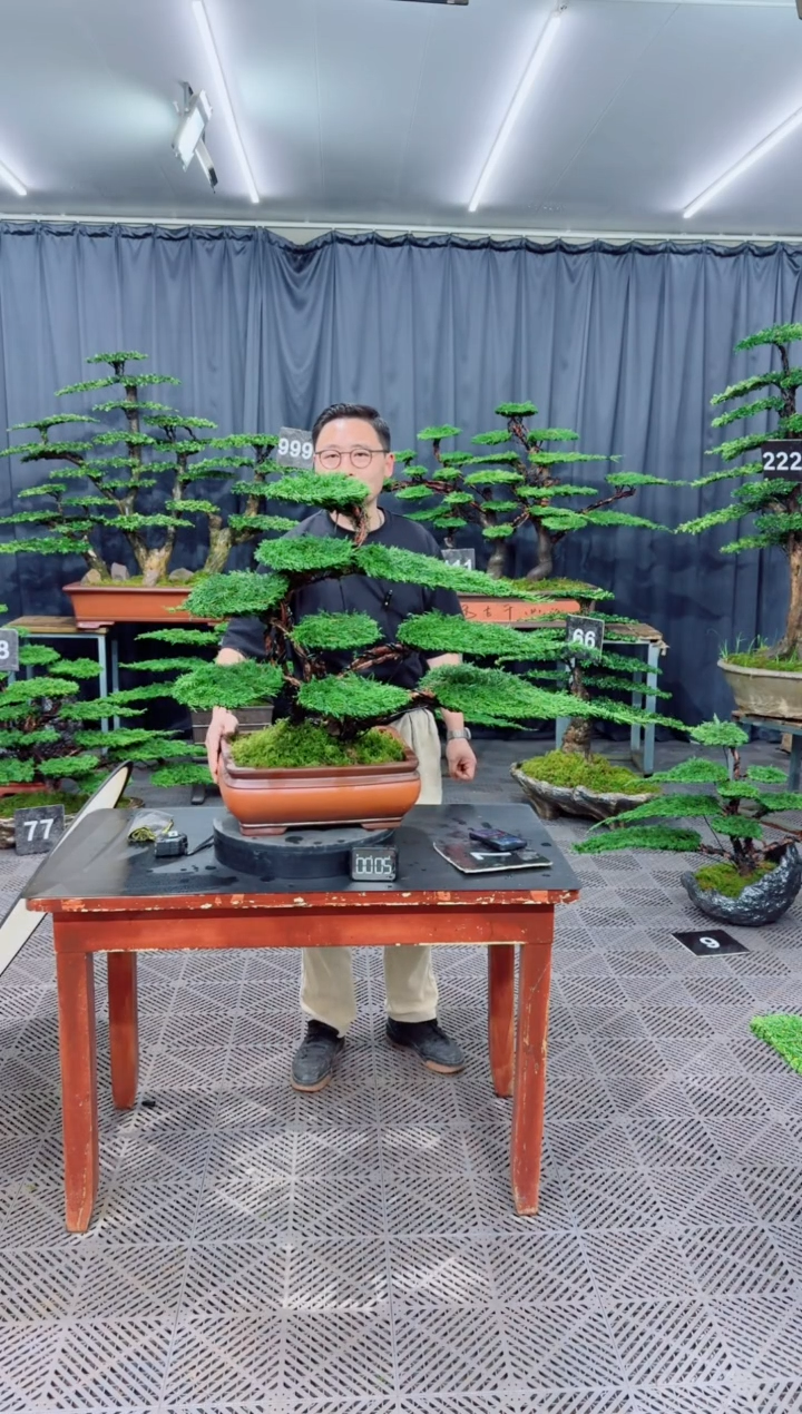 无花朵济州真柏盆景.....