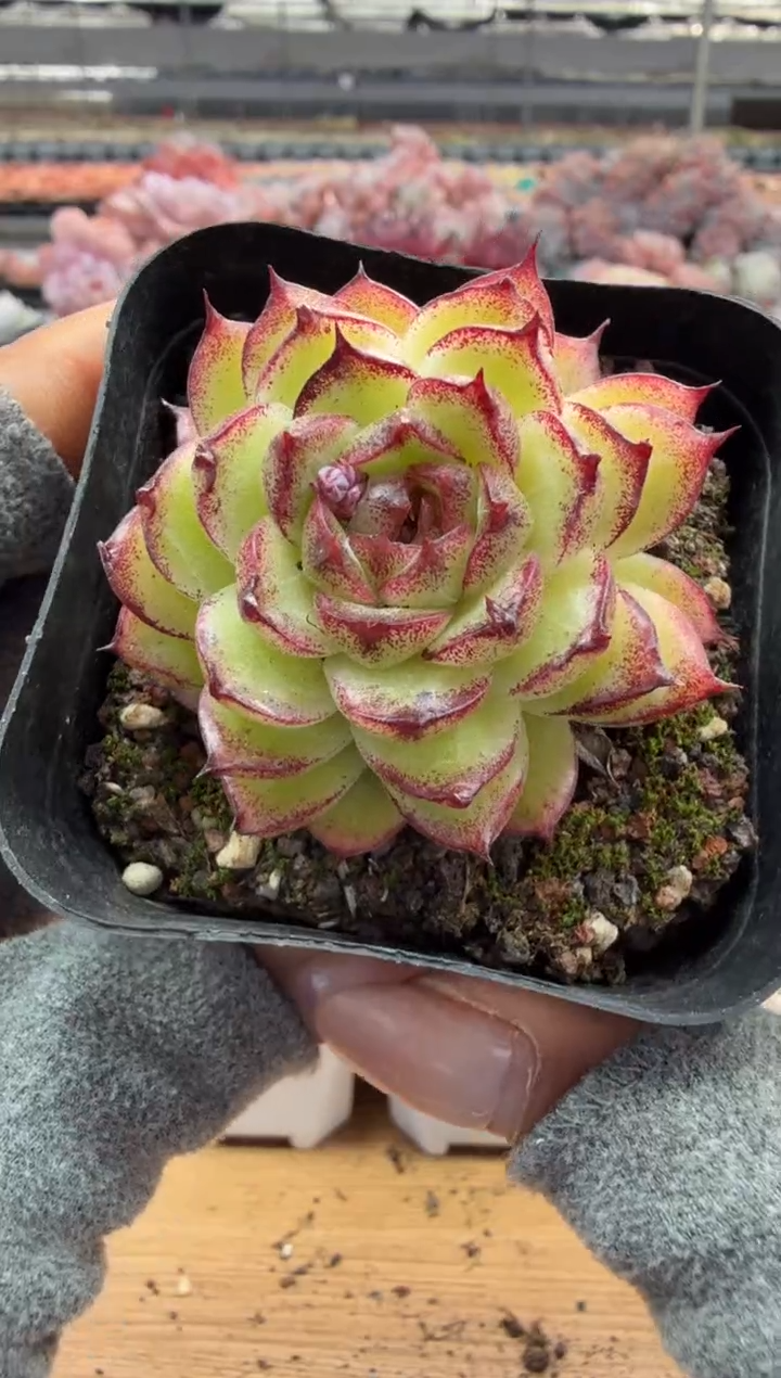 东云多肉园二店-164