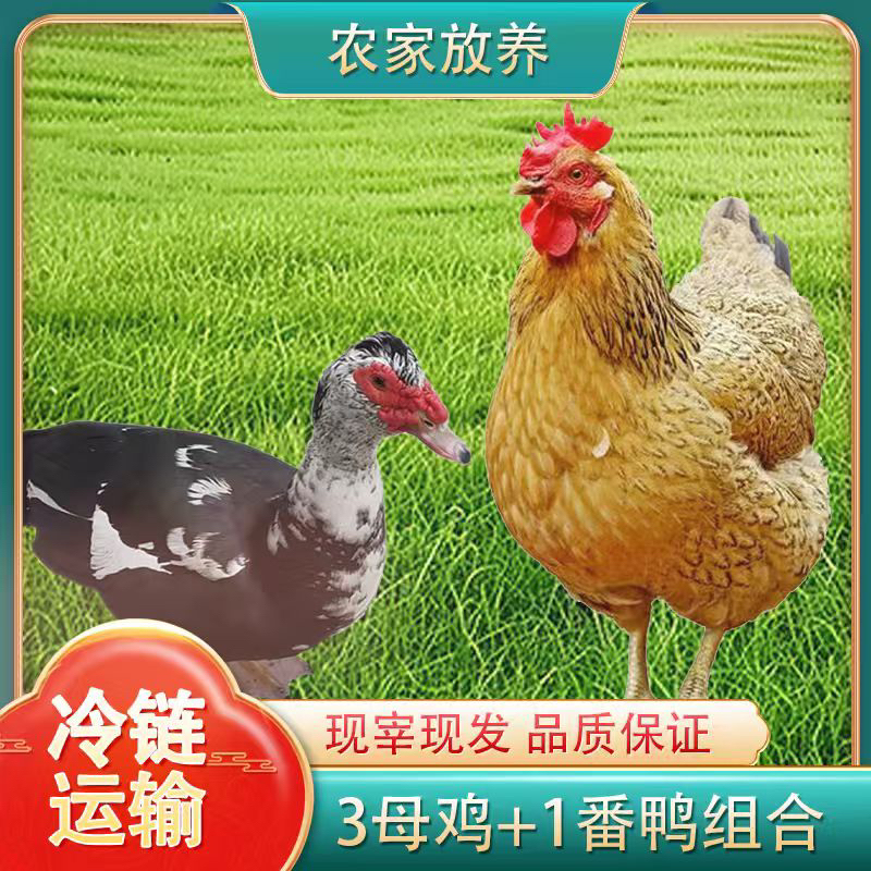 【小戴家】3只黄油老母鸡+赠1只番鸭 共4只总净重11斤试吃一只