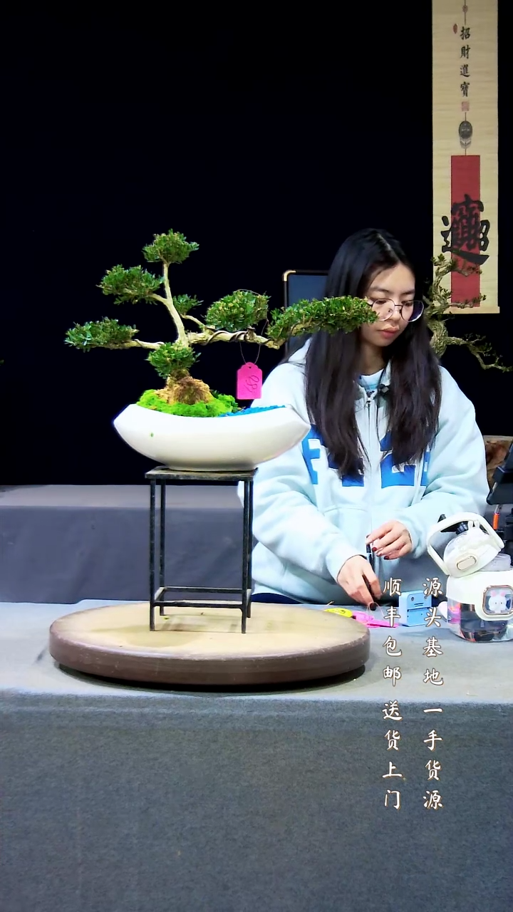 【闪购商品】雀舌黄杨盆景雀舌黄杨盆景