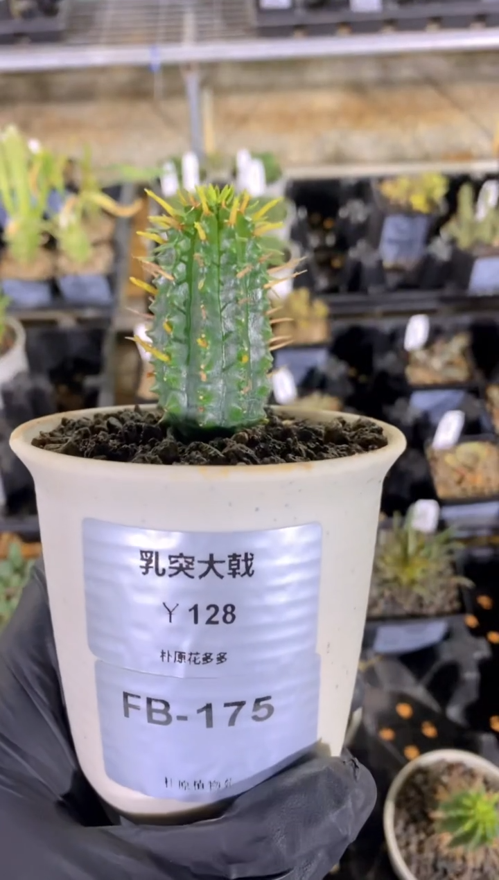 【闪购商品】乳突大戟FB-175