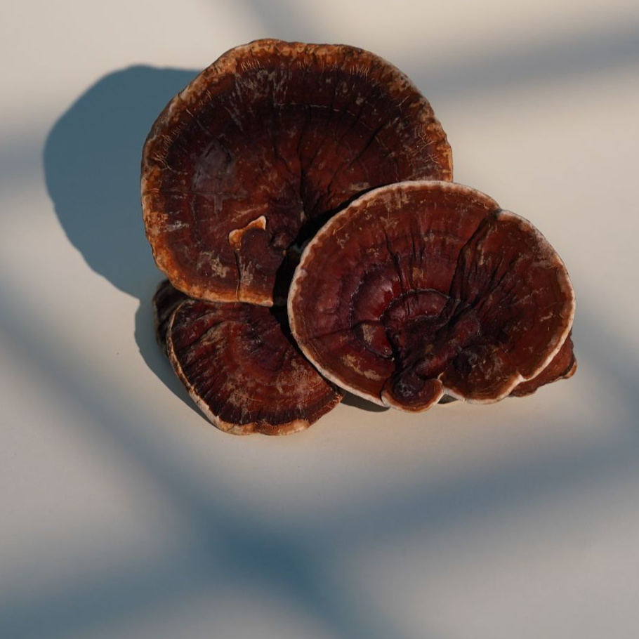 【妍妍精选】墨脱白肉灵芝