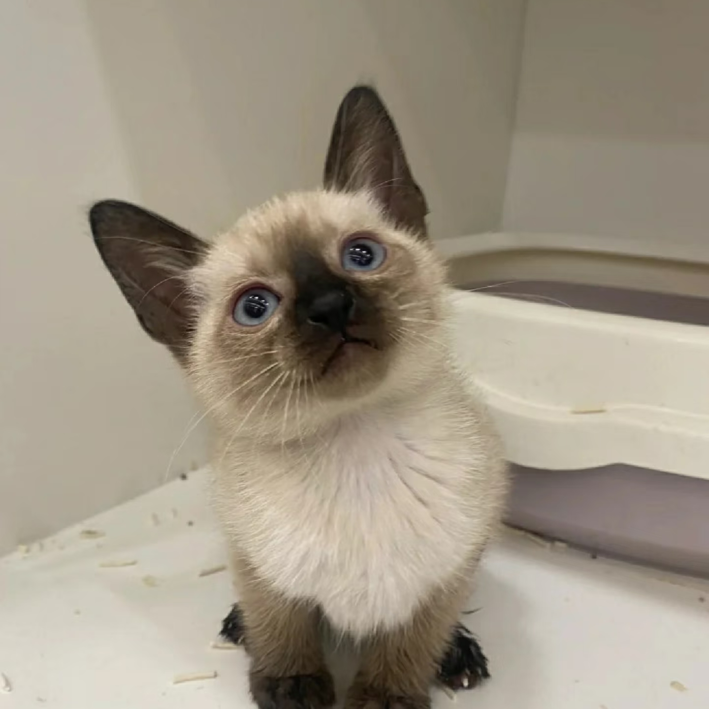 【绿野萌宠】渐层长毛金美短暹罗银渐层等全品类宠物猫活体