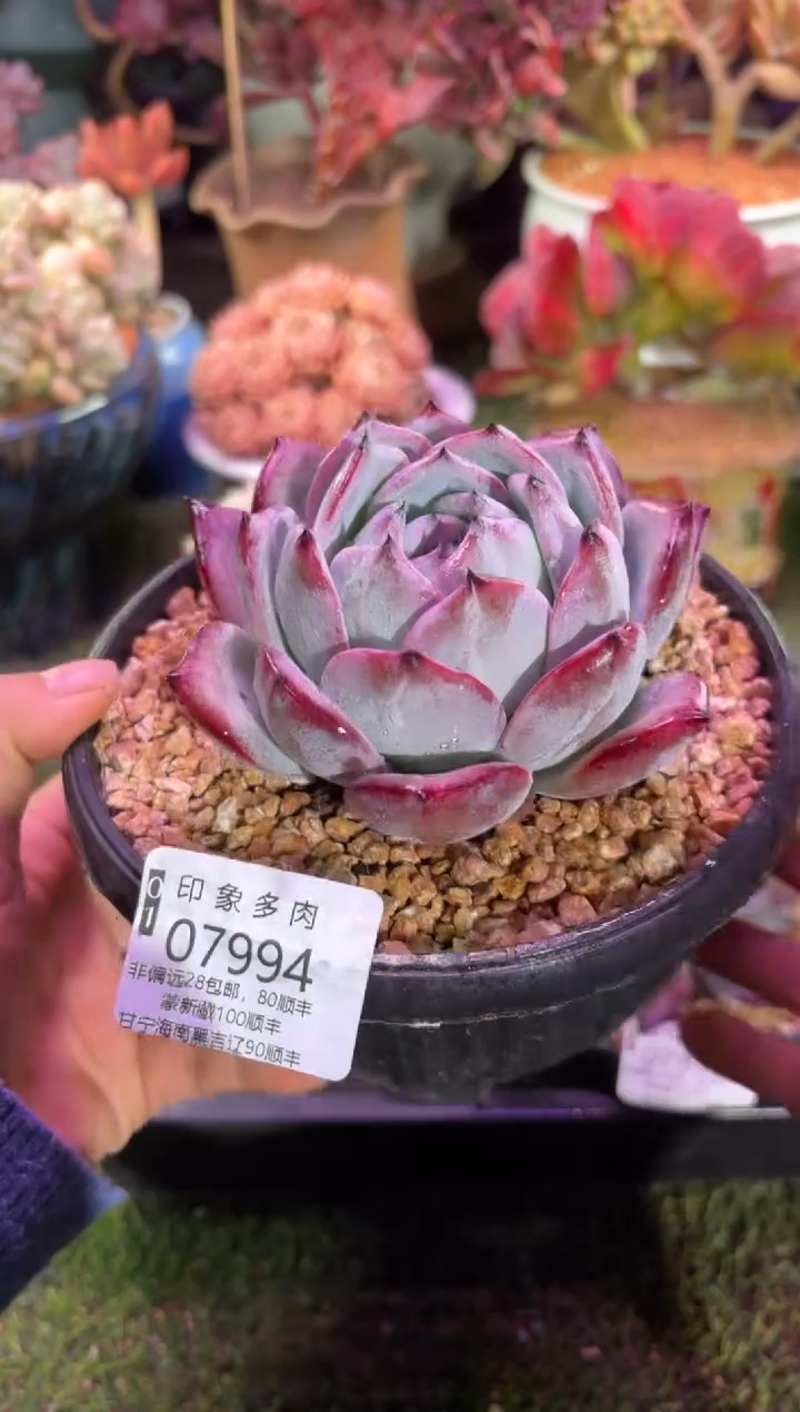 【闪购商品】07994