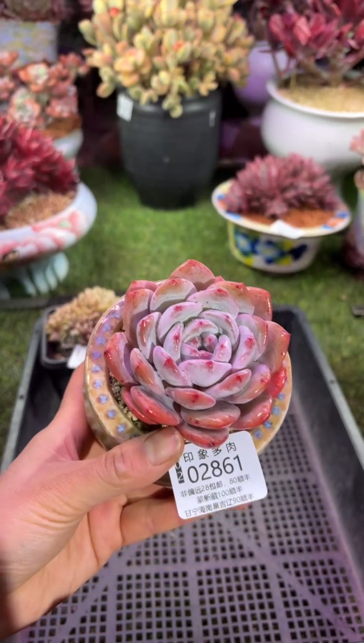 【闪购商品】02861