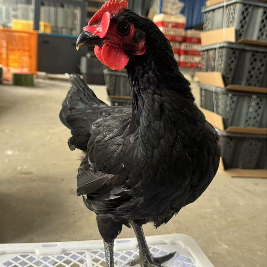 宠物鸡黑土鸡 活鸡 包邮 3.5斤 1只