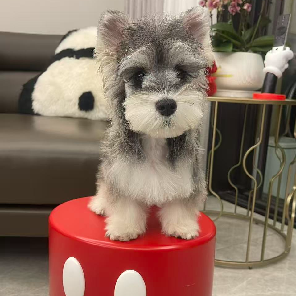 新（西米鹿 ）狗狗活体