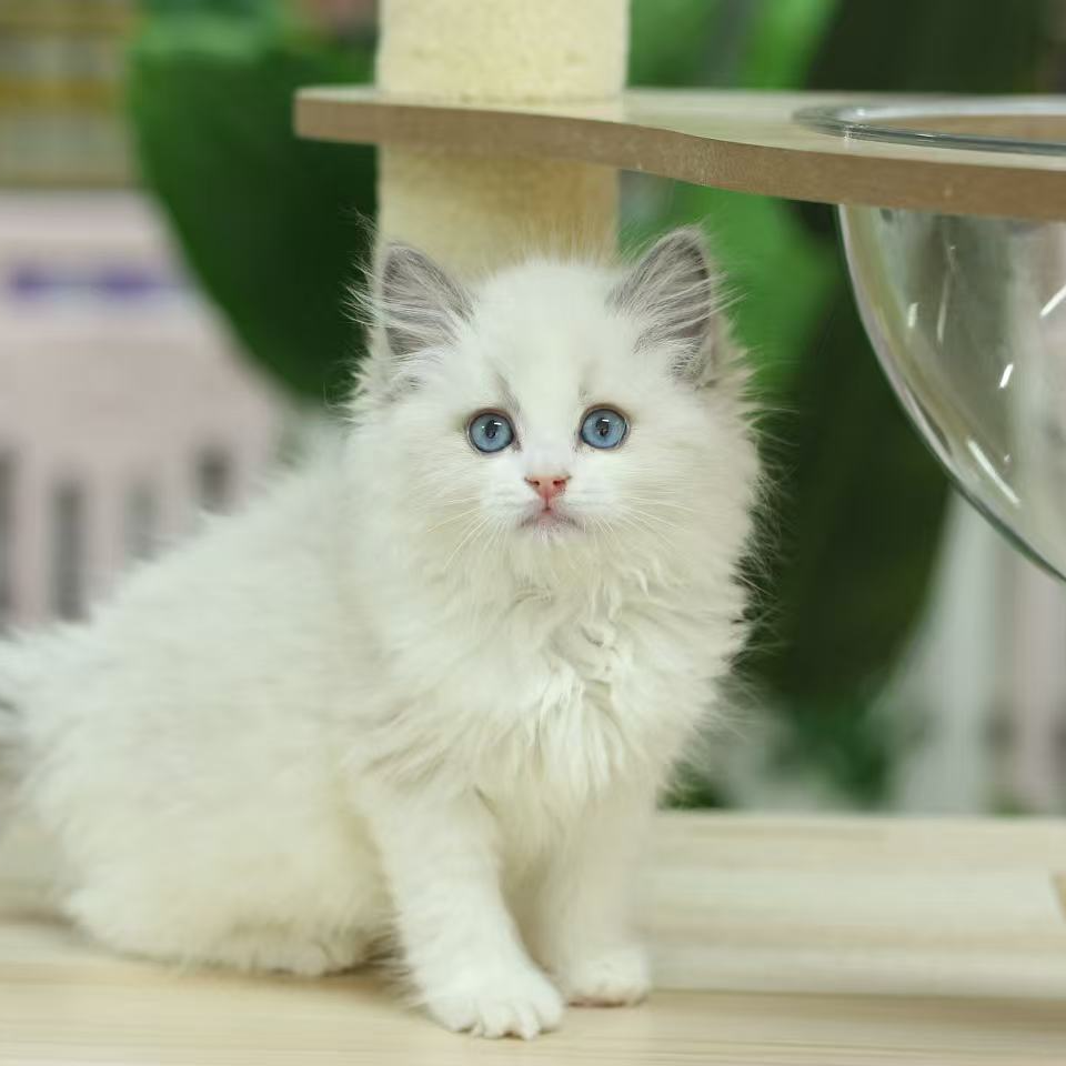 胖脸喵萌宠 蓝双布偶 纯种 健康猫咪 性格活泼 聪明伶俐