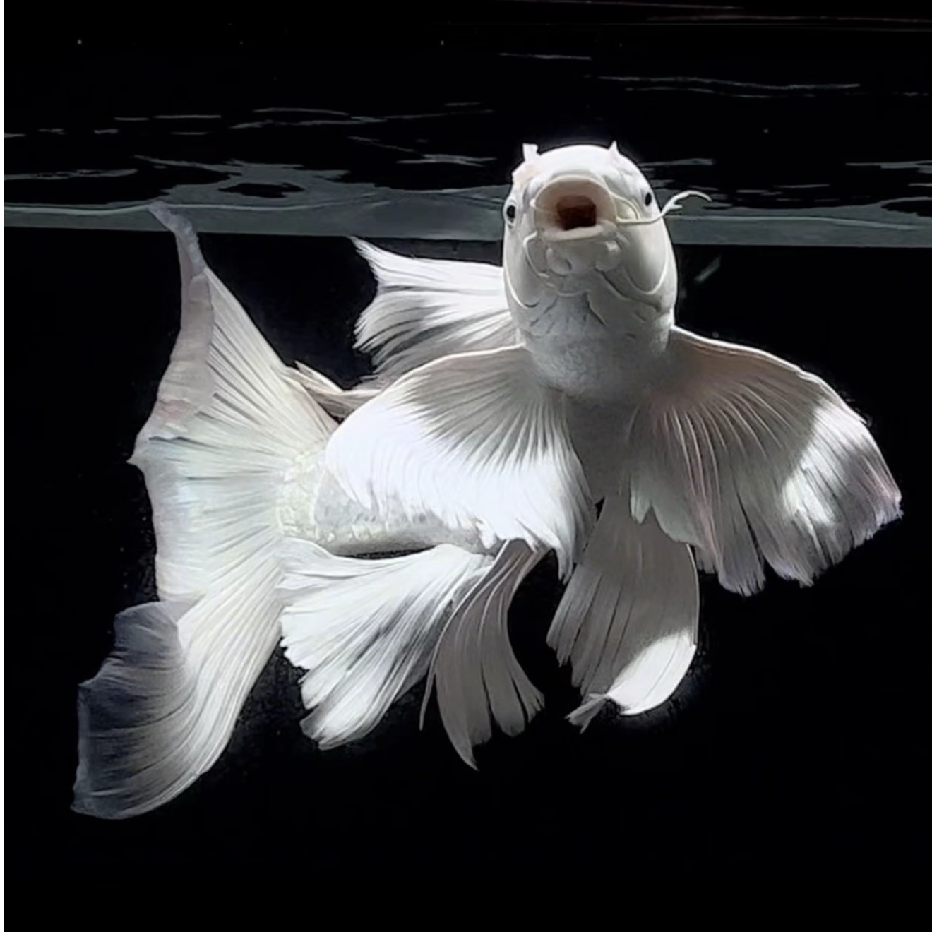 【凌骞水族】A3直播改价链接（活体观赏鱼）