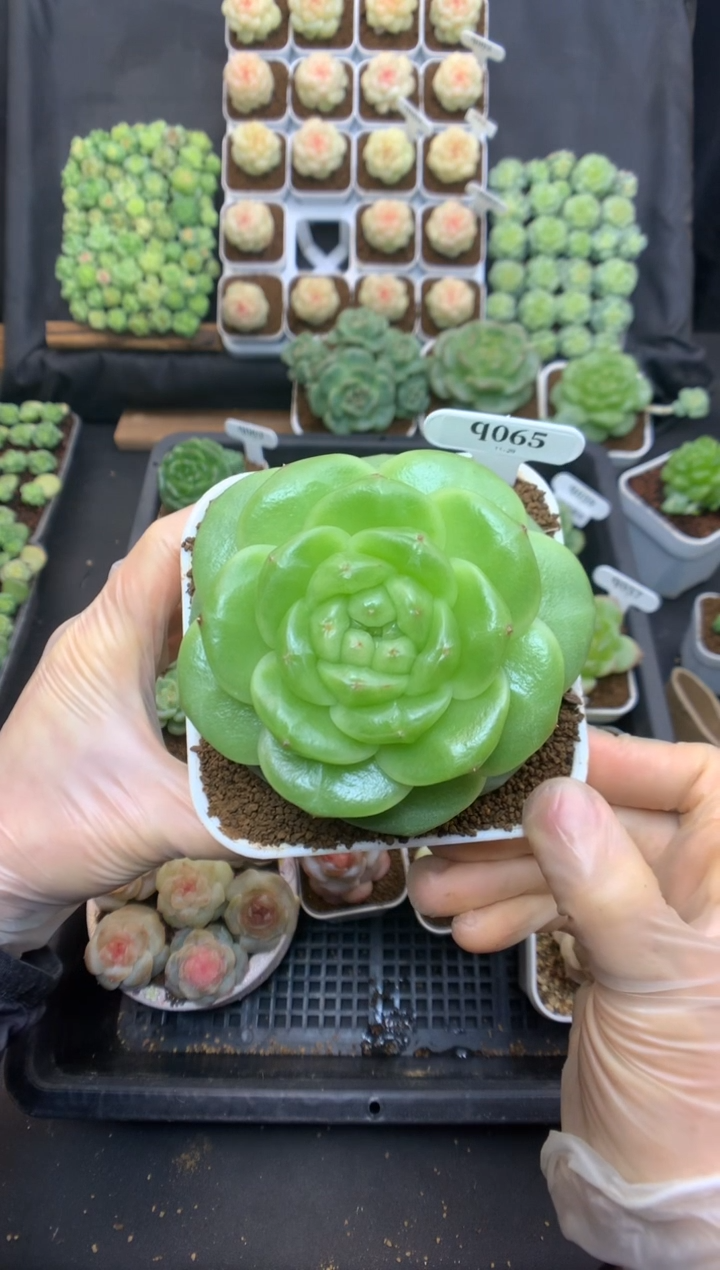 q065 遥遥珍妮 母本 可带盆土 790